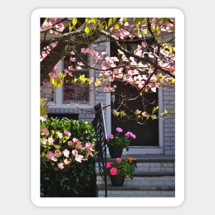 Pink Dogwood and Pots of Geraniums Sticker